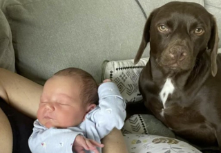 Illustration de l'article : Grâce à son intelligence, ce chien a joué un rôle primordial et étonnant pour l'arrivée du bébé de la famille