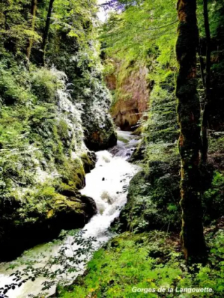Illustration de l'article : Perdu en forêt, un chien âgé trouve une aide providentielle auprès de touristes étrangers en visite dans la région