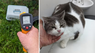 Illustration de l'article : Souffrant de problèmes respiratoires, une chatte abandonnée espérait que des anges gardiens volent à son secours