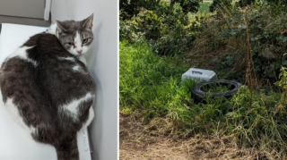 Illustration de l'article : Souffrant de problèmes respiratoires, une chatte abandonnée espérait que des anges gardiens volent à son secours