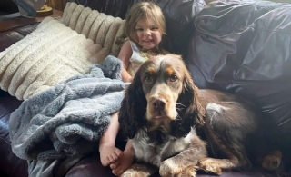 Illustration de l'article : Alors qu'une fillette de 2 ans s'était perdue en forêt, elle a été retrouvée saine et sauve avec ses chiens qui prenaient soin d'elle
