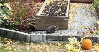 Illustration de l'article : En s'incrustant dans le jardin de cette femme, ce minuscule chaton ne savait pas que sa vie changerait à ce point (vidéo)