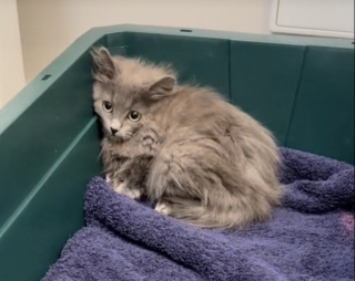 Illustration de l'article : En s'incrustant dans le jardin de cette femme, ce minuscule chaton ne savait pas que sa vie changerait à ce point (vidéo)