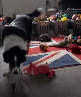 Illustration de l'article : Ce maître est particulièrement fier de son Border Collie, qui possède une mémoire incroyable (vidéo)
