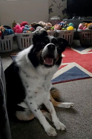 Illustration de l'article : Ce maître est particulièrement fier de son Border Collie, qui possède une mémoire incroyable (vidéo)
