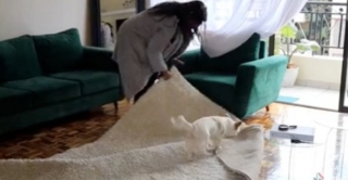 Illustration de l'article : Une chienne adoptée transforme la corvée du ménage en un moment complice avec sa maîtresse (vidéo)