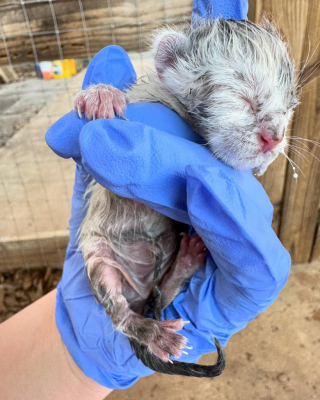 Illustration de l'article : Des chatons prématurés et abandonnés survivent malgré le froid grâce à une bénévole