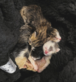 Illustration de l'article : Des chatons prématurés et abandonnés survivent malgré le froid grâce à une bénévole