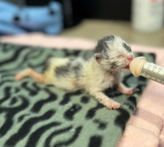 Illustration de l'article : Des chatons prématurés et abandonnés survivent malgré le froid grâce à une bénévole