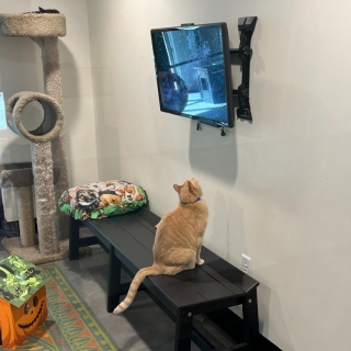 Illustration de l'article : Un ancien chat errant se passionne pour la télévision et séduit sa nouvelle famille 
