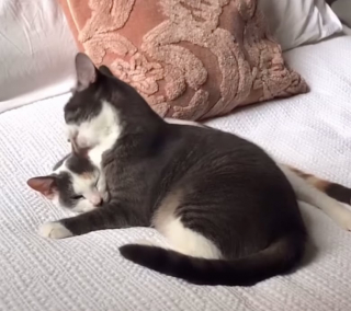 Illustration de l'article : Après avoir aidé de nombreux félins, cet ancien chat de refuge accueille un autre compagnon dans sa famille (vidéo)