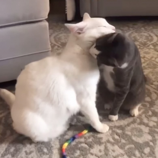 Illustration de l'article : Après avoir aidé de nombreux félins, cet ancien chat de refuge accueille un autre compagnon dans sa famille (vidéo)
