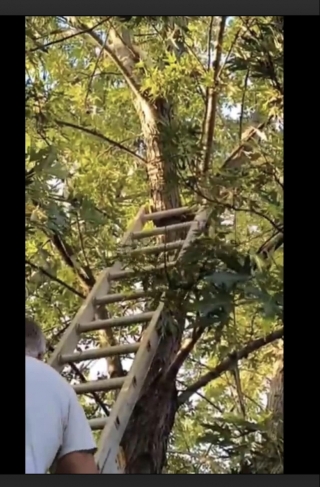 Illustration de l'article : Un chat reste coincé dans un arbre pendant 5 jours, sans eau ni nourriture, avant d'être secouru par un homme