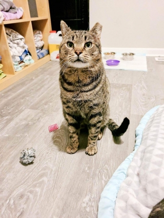 Illustration de l'article : Un chat errant rejeté par les autres chats trouve une nouvelle famille
