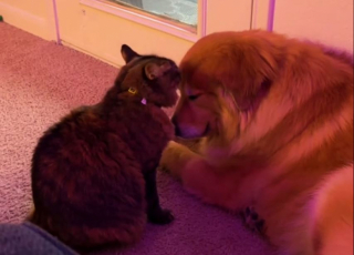 Illustration de l'article : Ce chat trouve un moyen original de se réconforter pendant un orage (vidéo)