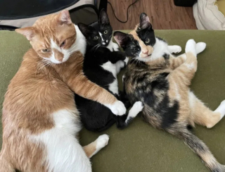 Illustration de l'article : Un chat aide un chaton retrouvé dans la rue à rester en vie et surmonter sa maladie