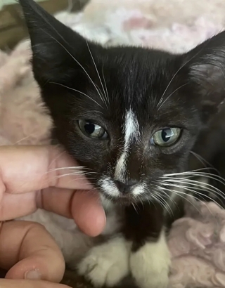 Illustration de l'article : Un chat aide un chaton retrouvé dans la rue à rester en vie et surmonter sa maladie