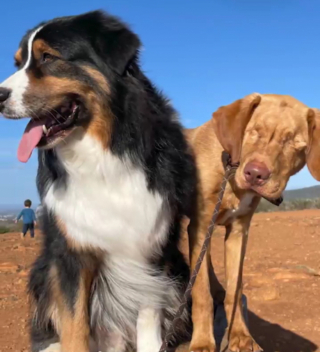 Illustration de l'article : Un Berger Australien sert de guide à son ami Labrador aveugle et sont inséparables