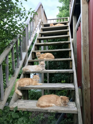 Illustration de l'article : Alors que l'agent immobilier souhaite faire partir les 15 chats avant la vente, les nouveaux propriétaires les adoptent (vidéo)