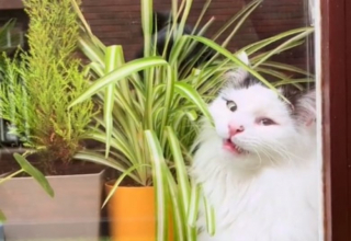 Illustration de l'article : Un chat espiègle est surpris en flagrant délit de mâchouillage de plantes ! (vidéo)