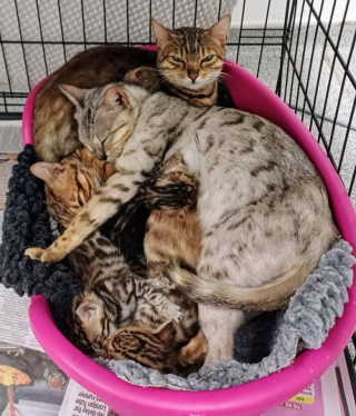Illustration de l'article : 70 chats Bengal ont été sauvés d'un élevage clandestin par une association débordée