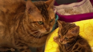 Illustration de l'article : 70 chats Bengal ont été sauvés d'un élevage clandestin par une association débordée