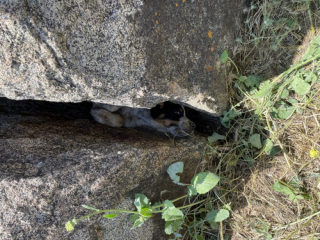 Illustration de l'article : Grâce à ses aboiements, ce chiot coincé entre 2 rochers a pu alerter des ouvriers qui l'ont sauvé