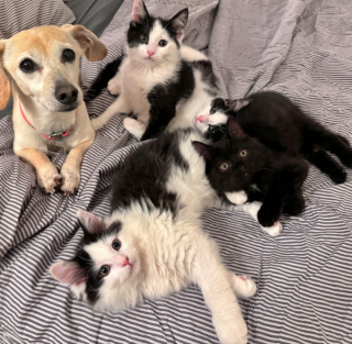 Illustration de l'article : Cette fratrie de chats apprécie mieux que quiconque la douceur d'un panier puisqu'elle a dormi sous une voiture