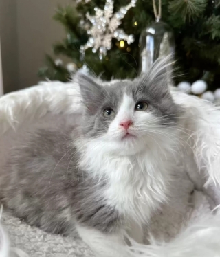 Illustration de l'article : Un chaton orphelin s'est lié à une portée de chatons qui fuyaient le froid au sein d'un refuge