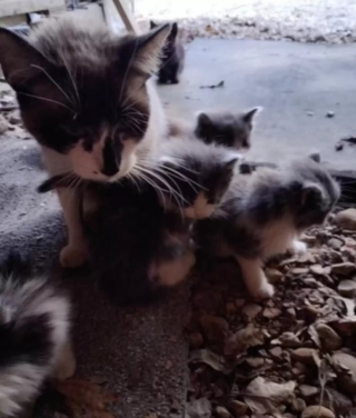Illustration de l'article : Un chaton orphelin s'est lié à une portée de chatons qui fuyaient le froid au sein d'un refuge