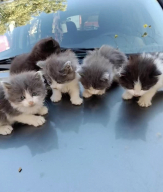 Illustration de l'article : Un chaton orphelin s'est lié à une portée de chatons qui fuyaient le froid au sein d'un refuge