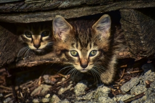 Illustration de l'article : Les sauveteurs ont été mobilisés d'urgence, car une chatte était coincée avec ses petits dans un barbecue
