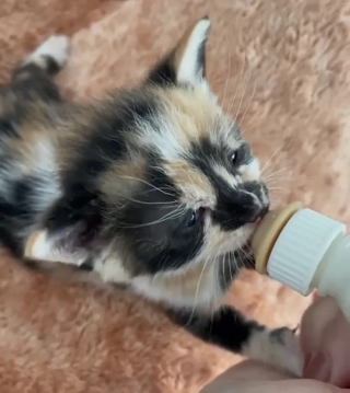 Illustration de l'article : Une femme adopte 4 chatons de portées différentes en même temps, et ces derniers s'entendent à merveille