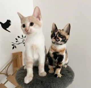 Illustration de l'article : Une femme adopte 4 chatons de portées différentes en même temps, et ces derniers s'entendent à merveille