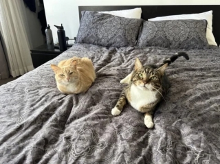 Illustration de l'article : Elle voulait reprendre un chat temporairement après le décès de son précédent chat et ne peut plus s'en séparer