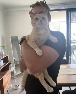 Illustration de l'article : Elle voulait reprendre un chat temporairement après le décès de son précédent chat et ne peut plus s'en séparer