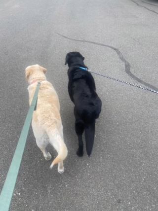 Illustration de l'article : 2 Labradors séniors fous de joie lorsqu'ils ont été adoptés ensemble au refuge (vidéo)