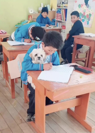 Illustration de l'article : Inquiet de savoir sa chienne seule, cet écolier décide de l'amener à l'école, au plus grand bonheur des enfants (vidéo)