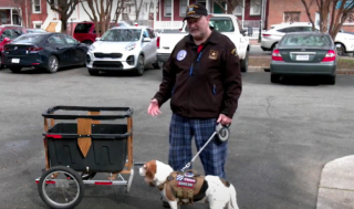 Illustration de l'article : La remorque que ce vétéran utilisait pour promener sa chienne a disparu, mais a pu compter sur l'aide et la solidarité de ses voisins