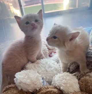 Illustration de l'article : Timmie et Stevie, les 2 sœurs chatons qui ne se lâchent pour rien au monde, espèrent être adoptées ensemble