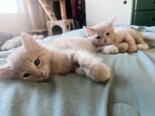 Illustration de l'article : Timmie et Stevie, les 2 sœurs chatons qui ne se lâchent pour rien au monde, espèrent être adoptées ensemble