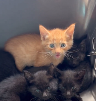 Illustration de l'article : Ils pensaient devoir aider 5 chatons, mais finalement 2 autres truffes ont fait leur apparition, ce qui leur a sauvé la vie 