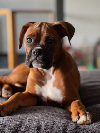 Illustration de l'article : Cette imposante Boxer se prend pour un perroquet et monte sur les épaules de son maître pour passer un message aux autres chiens