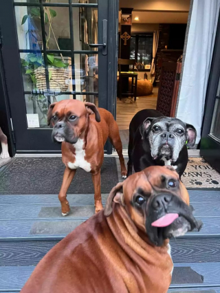 Illustration de l'article : Cette imposante Boxer se prend pour un perroquet et monte sur les épaules de son maître pour passer un message aux autres chiens