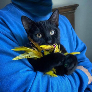 Illustration de l'article : Ce jeune chat dépose sans cesse des "cadeaux" pour sa famille afin de les remercier de l'avoir sauvé
