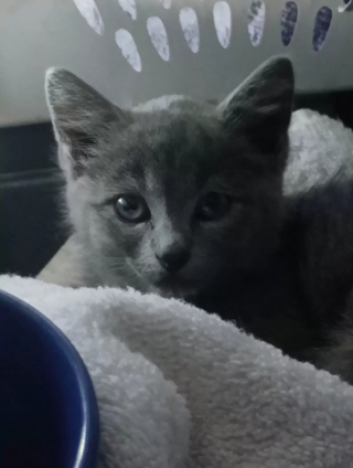 Illustration de l'article : Après un long trajet, ils découvrent qu'un chaton s'était caché dans leur moteur