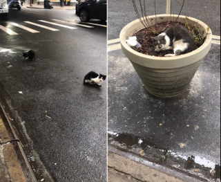 Illustration de l'article : Alors qu'elle pensait secourir un seul chat, cette association en découvre 33 autres dans un appartement délabré (vidéo)