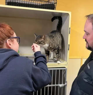 Illustration de l'article : Ils font 5 heures de route pour adopter un chat, et repartent avec 3 félins !