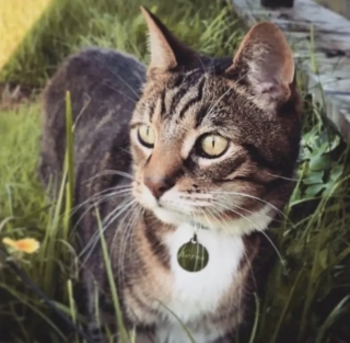 Illustration de l'article : Ils font 5 heures de route pour adopter un chat, et repartent avec 3 félins !