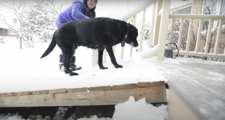 Illustration de l'article : Un facteur vient en aide à un chien âgé et sa famille en installant une rampe pour ses déplacements